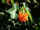 Begonia - Tree 